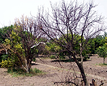 Dried up kinnow plants that have been afflicted with an unknown disease, in Penchanwali village of Fazilka district