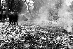 Garbage being burnt in the open at Patiala