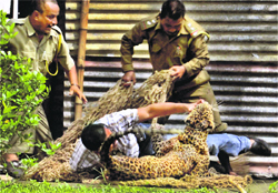 An official grapples with a leopard as forest guards try to catch it after the animal was found on the Oil India residential campus in Dibrugarh, Assam, on Sunday. After few hours of struggle, the animal was captured. 