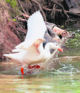 Ducks jump into a pond to get some relief from the scorching summer heat at Chhatbir Zoo in Zirakpur. Tribune photo: Nitin Mittal
