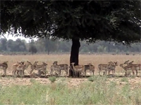 Black bucks (left) huddle together under the shade of a tree to escape the scorching sun at the Asias largest open wildlife sanctuary in the Abohar