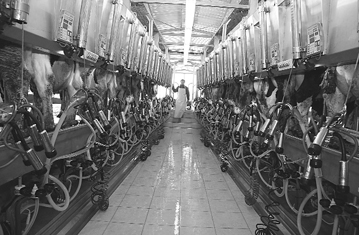 Experts say the practice of milking animals by hand causes contamination. That is why Israel has adopted mechanised milking of cows