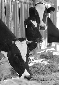 Isreal’s Holstein Friesian cows are among the best. They are fed on dry fodder and never exposed to direct sunlight as heat stress reduces milk yield