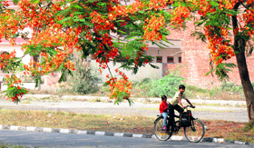 Children pass by a blooming gulmohar tree on a street in Karnal.