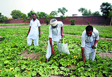 Inmates collect vegetables from the field on the premises of the Central Jail in Bathinda. The field yields as much as two quintals of vegetables daily. 