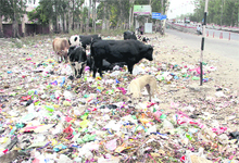 Stray cattle and dogs feed on garbage near DAV College in Ward 39 in Jalandhar.