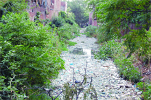 Grave problem A breeding ground for mosquitoes and a source of foul smell, the gunda nullah is a major health threat to residents in Ward 48 in Amritsar.