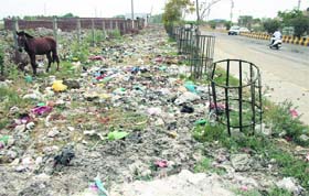 Garbage dumped in a greenbelt area along the 120-foot road in Ward 45 of Jalandhar