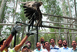 Punjab Forest Minister Surjit Kumar Jayani releases a falcon inside the newly inaugurated breeding centre at the Chhatbir Zoo in Zirakpur on Wednesday