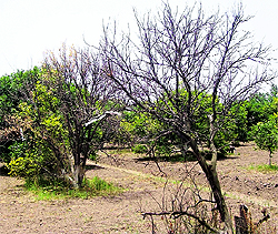 Dried up kinnow plants at Penchanwali village in Fazilka district