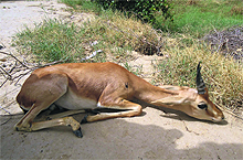 A black buck unable to stand on its feet, injured in a canine attack in a Sirsa village