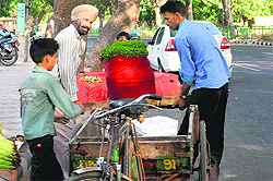 MC employees remove rehris along a road at Phase IIIB-II in Mohali on Friday