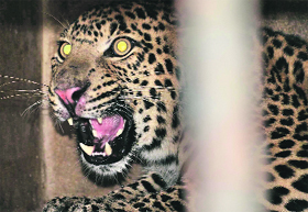 A leopard that was rescued from Mukerian in Hoshiarpur and brought to Chattbir Zoo on Saturday.