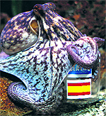 An octopus named Manolo predicts Spains victory against Italy in their match to be played on June 10, by choosing a sardine from a plastic canister decorated with Spain's flag instead of the plastic canister with Italy's flag, at the Sealife Benalmadena aquarium in the southern Spanish city of Benalmadena