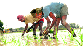 Farmers of Taraori in Karnal plant paddy in violation of the government instructions not to do so before June 15.