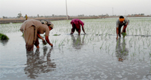 Farm labourers transplant paddy at Rupana village of Muktsar district. 