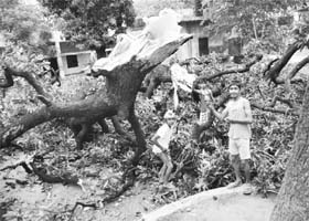 Children pick mangoes from a tree which fell during the storm at a government school in Dera Bassi