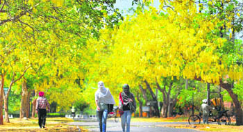 Amaltas in full bloom at Punjab Agricultural University in Ludhiana.