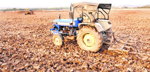 Tractors being used for drying the weed to start ploughing at the Sukhna bed in Chandigarh on Tuesday. 