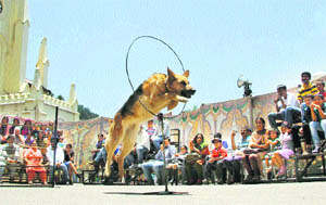 A sniffer dog jumps through a ring during a dog show at the Ridge in Shimla.