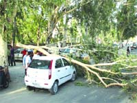 An Indica car that was damaged after a branch of a eucalyptus tree fell on it in Jalandhar on Monday