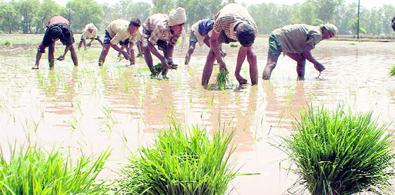 Bihar migrants sowing paddy.