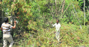 PDD employees chop tree branches in Gandhi Nagar area on Wednesday.