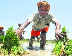 A farm labourer transplant paddy at a village near Jalandhar on Wednesday.