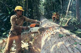 Rainforests once covered 14 per cent of the Earths surface; now they cover about 6 per cent, and the devastation is continuing
