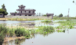 Flooded fields at Jalandhars Gakhlan village.