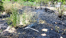 The burnt trees at a greenbelt in Ludhiana