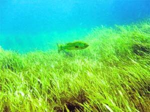 Seagrasses only take up a small percentage of global coastal area, but theyre a dynamic ecosystem for carbon transformation