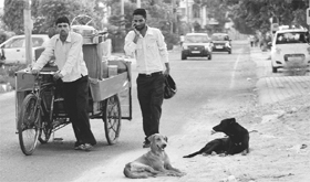 Stray dogs roam on a road at Phase VII in Mohali.