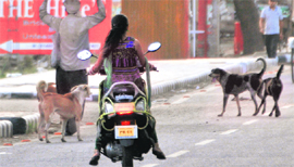 Stray dogs roam on a road at Phase V in Mohali.