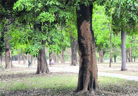 A view of trees affected by termites at Leisure Valley, Sector 3, Chandigarh, on Monday