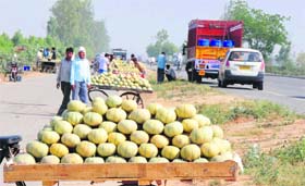 Melons on sale along NH-I near Paraori in Karnal