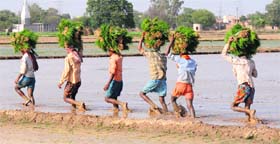 Labourers carry paddy saplings as they walk through a field in Umri village in Kurukshetra