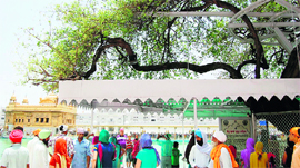 A view of a ber tree in the Golden Temple complex in Amritsar.