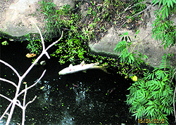 Hundreds of fish have died of pollution here