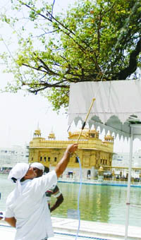 Members of a horticulture team of the Punjab Agricultural University spray insecticide on a ber tree at the Golden Temple in Amritsar on Wednesday. 