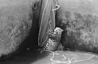 A wild leopard clings to a net thrown by rescuers into a water reservoir at a tea estate in Haskhowa, some 45 km from Siliguri. The fully grown male cat was helped out by Sukna Forest rescue team by lowering a ladder and a net into the tank. 