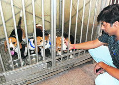 A caretaker has a look at puppies in the dog hostel at Sector 3 in Panchkula on Thursday.
