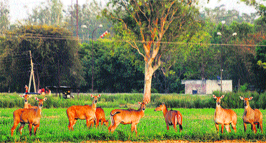 A group of nilgais on the NDRI campus in Karnal. 