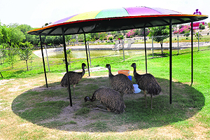 Emus try to escape the scorching sun by taking shelter under an umbrella at the Haryana Police Academy, Madhuban, in Karnal. 