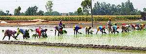 Labourers sow paddy at a village near Jalandhar on Thursday