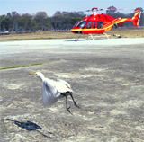 A crane flies near a chopper.