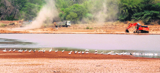 Ducks move from the dry bed to water at the Sukhna Lake in Chandigarh on Sunday.