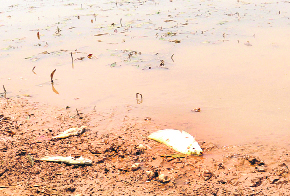 Dead fish lie on the dry bed of the Sukhna Lake in Chandigarh on Sunday.