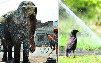 An elephant splashes water on itself on a hot summer day. A bird takes bath at a park in Jalandhar on Sunday.