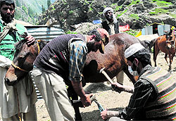 An ironsmith fixes a horseshoe at Chandanwari base camp on Monday